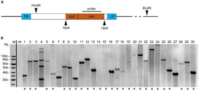 Identifying pathogenicity-related genes in the pathogen Colletotrichum magnum causing watermelon anthracnose disease via T-DNA insertion mutagenesis